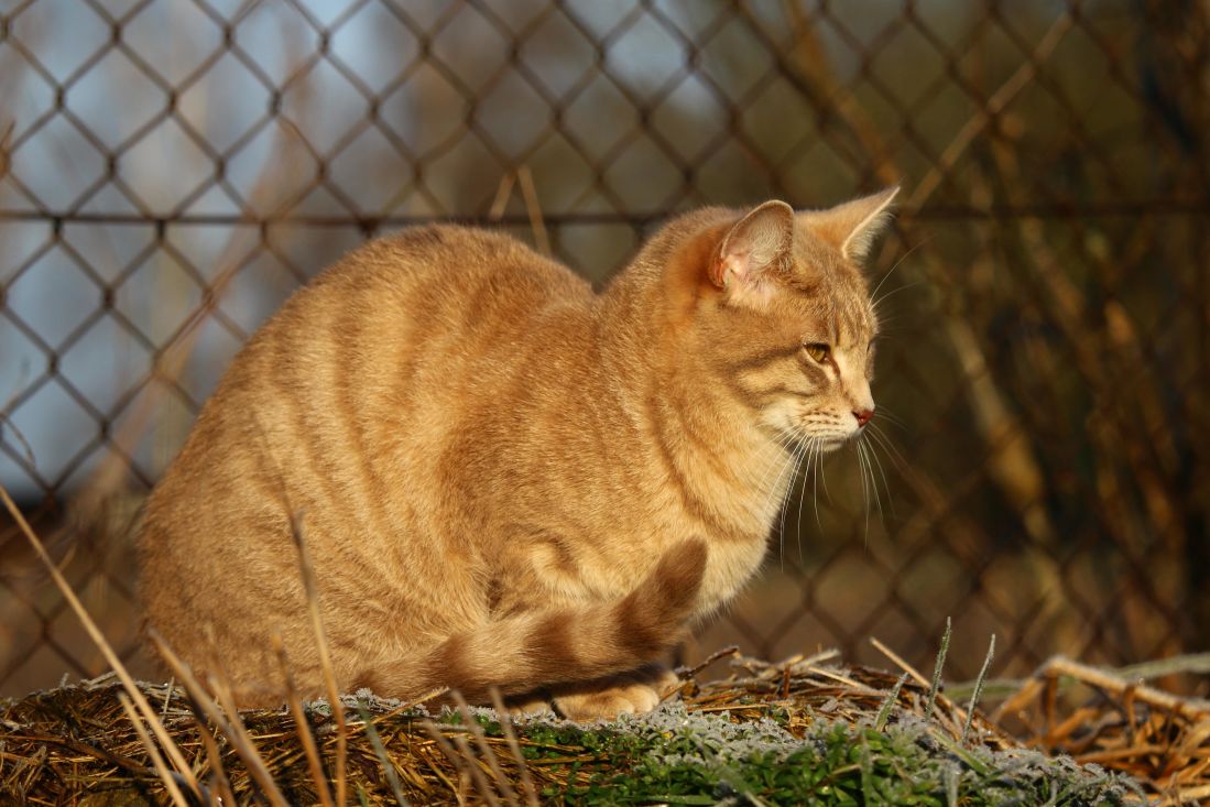 sárga macska fű, kültéri, kisállat, aranyos, állat, portré, macska, szőrme, cica