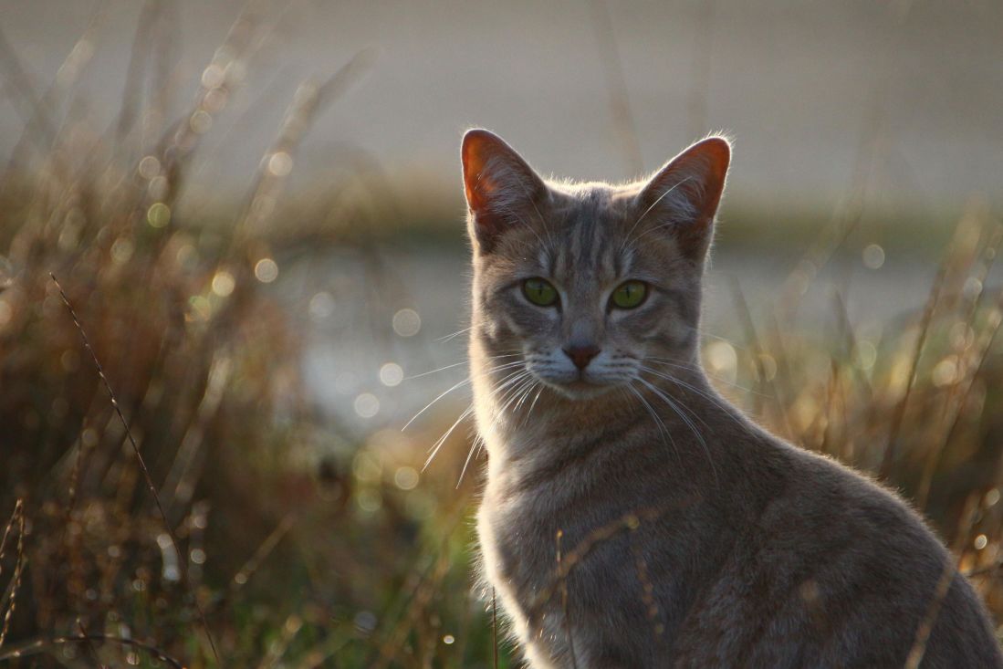 เงา สัตว์เลี้ยง หญ้า ธรรมชาติ ฤดูร้อน กลางแจ้ง ในประเทศแมว
