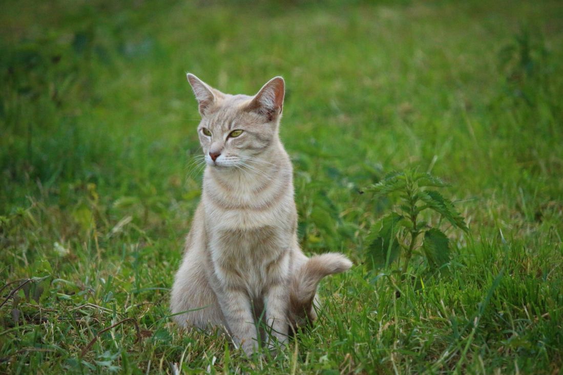 kucing domestik, rumput hijau, musim semi, hewan, rumput, bulu, muda, hewan peliharaan, mata, anak kucing