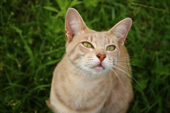 mignon, herbe, animaux, nature, jaune chat, vert herbe outdow, tête, curieux
