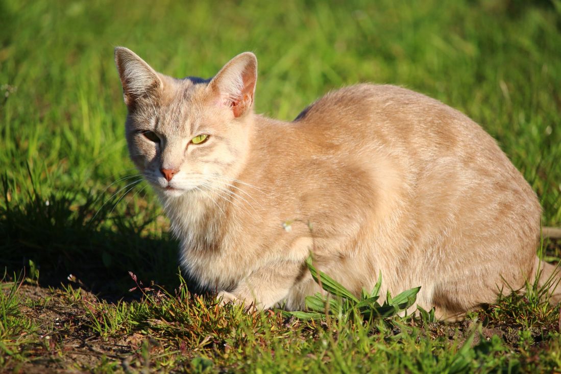 жовтий кіт outdooe трава, літній, тварин, милий, трава, ПЕТ, хутро, кошеня, Кітті