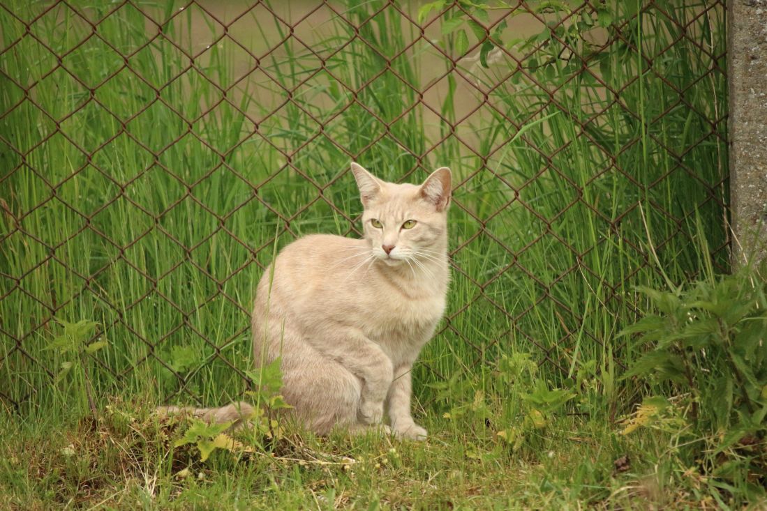 кошка, природы, животных, зеленая трава, забор, лето
