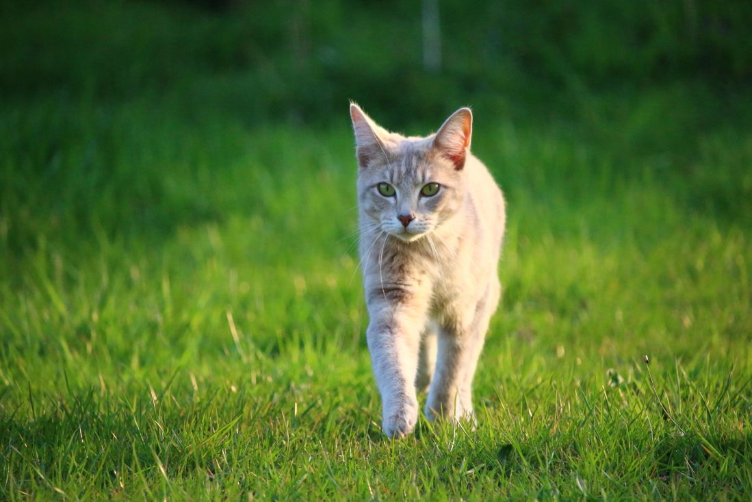 zöld fű, állat, aranyos, macska, cica, macska, kisállat, kitty