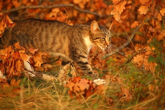 mačka, príroda, roztomilý, zviera, portrét, jeseň