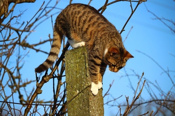 ต้นไม้ ธรรมชาติ แมวบ้าน รั้ว กระโดด สัตว์ ภาพ