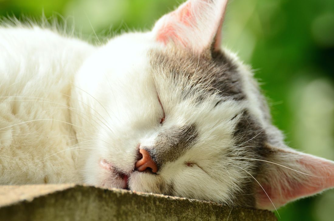 免费照片 动物 可爱 猫 毛皮 自然 睡眠 肖像 宠物 小猫