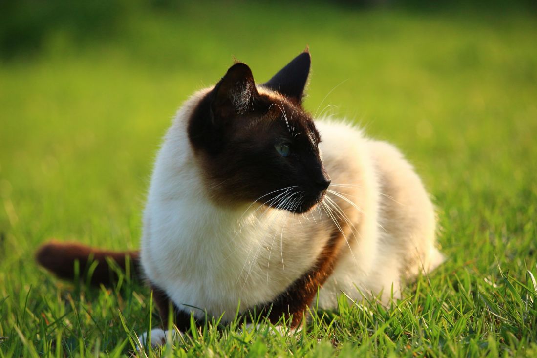 herbe, chat siamois, chat animal, printemps, cute, félin, animaux de compagnie