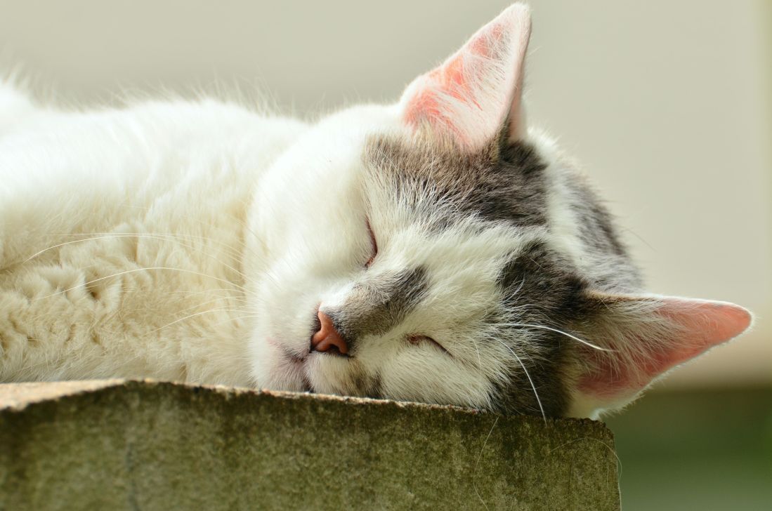 Gambar Kucing Tidur Lucu 81021+ Nama Untuk Kucing Comel