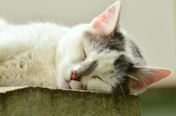 고양이 잠, 고양이, 동물, 애완 동물, 귀여운, 초상화, 모피, 고양이 화이트
