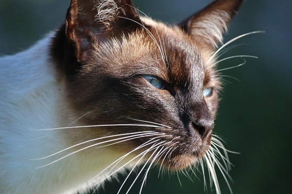 Cat, roztomilý, zvířecí, siamská kočka, portrét, oko, pet, kožešiny, kočkovitá šelma, kotě