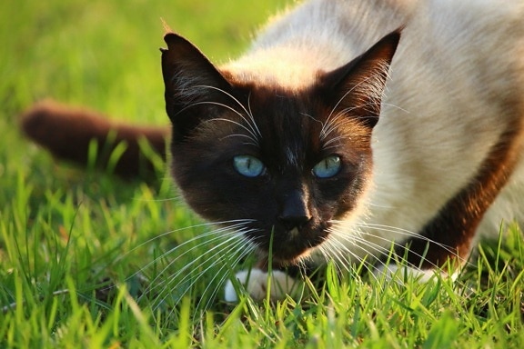 kucing, lucu, hewan, rumput, bulu, hewan peliharaan, alam, kucing, kucing Siam, anak kucing