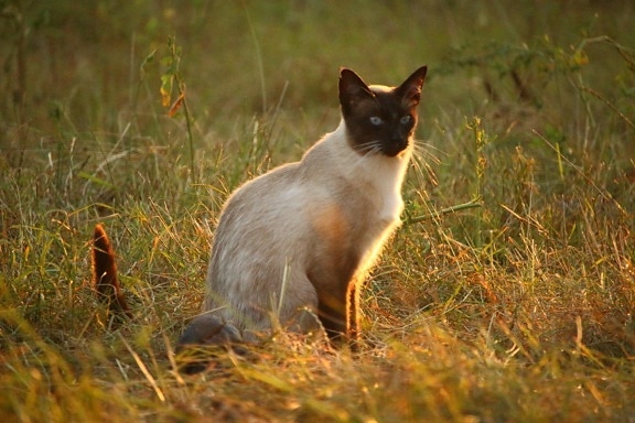 kucing, kucing, bulu, hewan peliharaan, kucing Siam, rumput, alam, pemandangan, sinar matahari, lucu, kucing