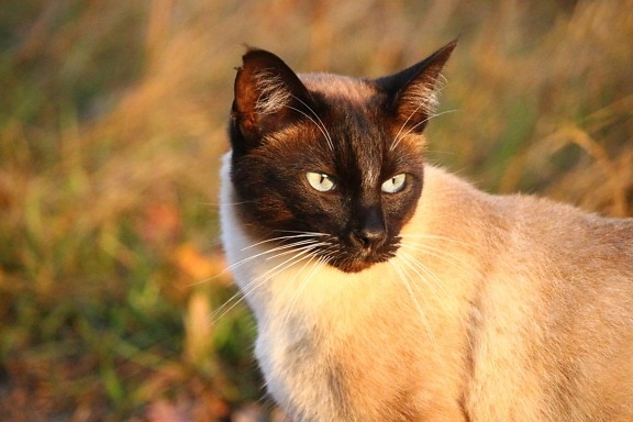 Сиамски котки, главата, домашна котка, животни, природа, око, котешки, коте, кожа