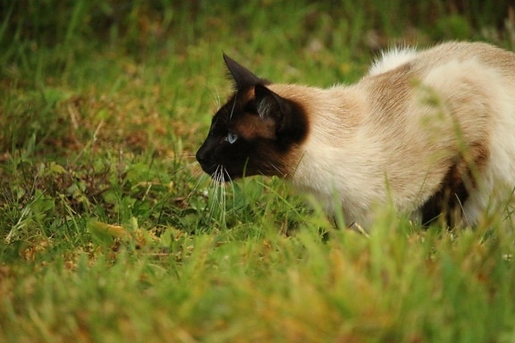 หญ้า น่ารัก สัตว์ แมว ธรรมชาติ แมวไทย สัตว์เลี้ยง ขน