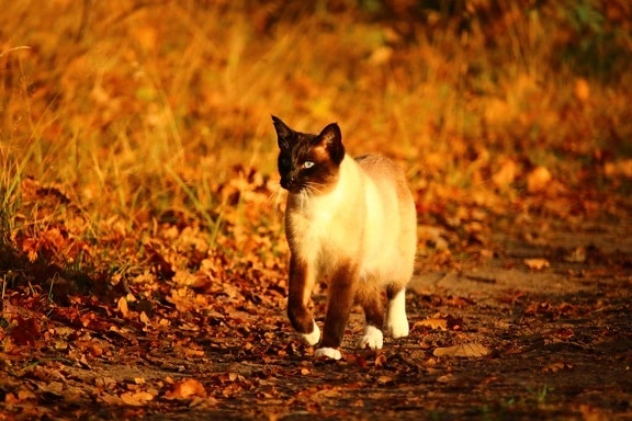 pisica, pisica siamez, în aer liber, drumul, iarba