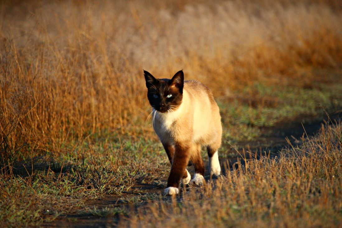 Gato siamés, camino de gato doméstico, animal, al aire libre, verano