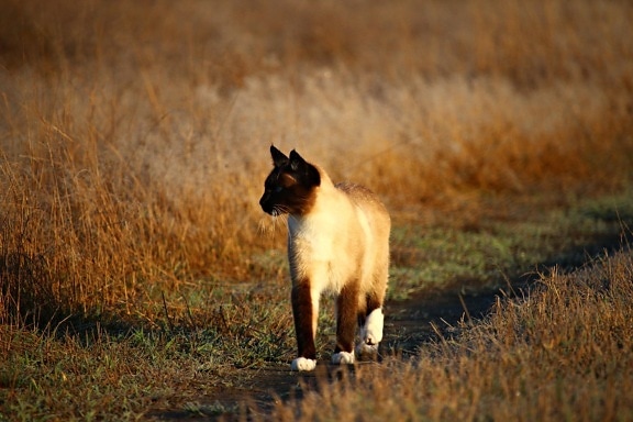 siamese cat, road, grass, summer, animal, paw, claw