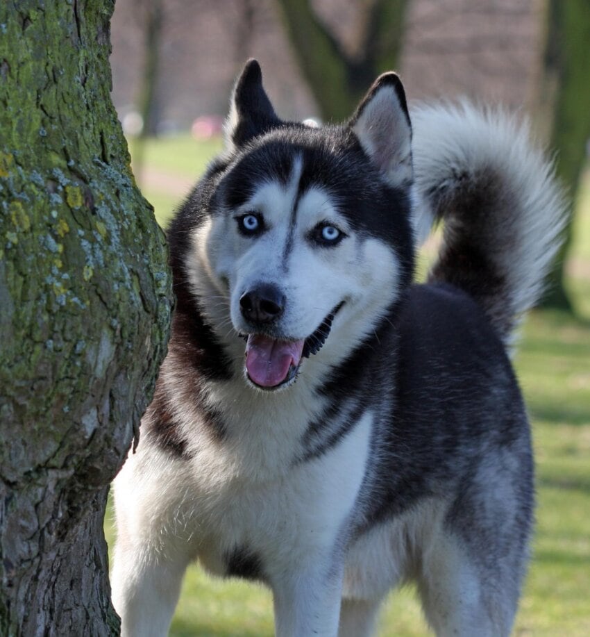 Free picture: dog, canine, portrait, husky, tree, cute, pet, animal, fur