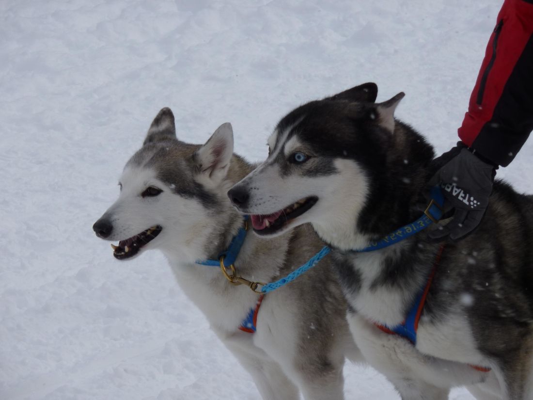 inverno, neve, cane, slitte trainate dai cani, Canino, freddo, ritratto, animale domestico
