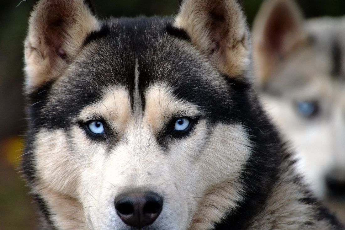 สุนัข บีเรียนฮัสกี้ ภาพ สุนัข หัว สัตว์ น่า รัก ขน สัตว์ สัตว์เลี้ยง