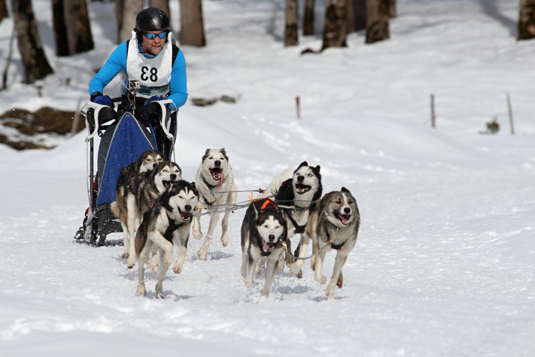 nieve, invierno, trineo, frío, hielo, trineos tirados por perros, viajero, vehículo