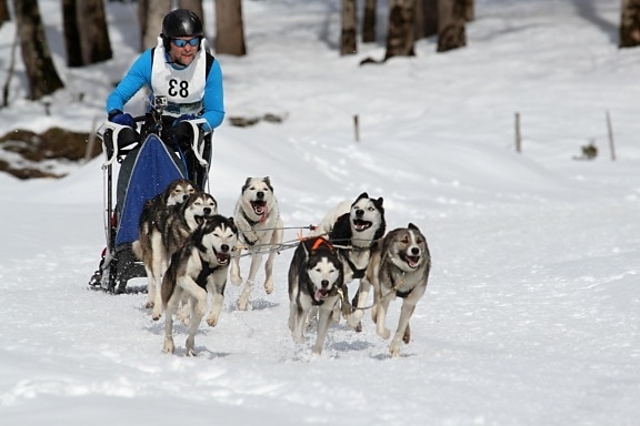 snow, winter, sled, cold, ice, dogsled, traveler, vehicle
