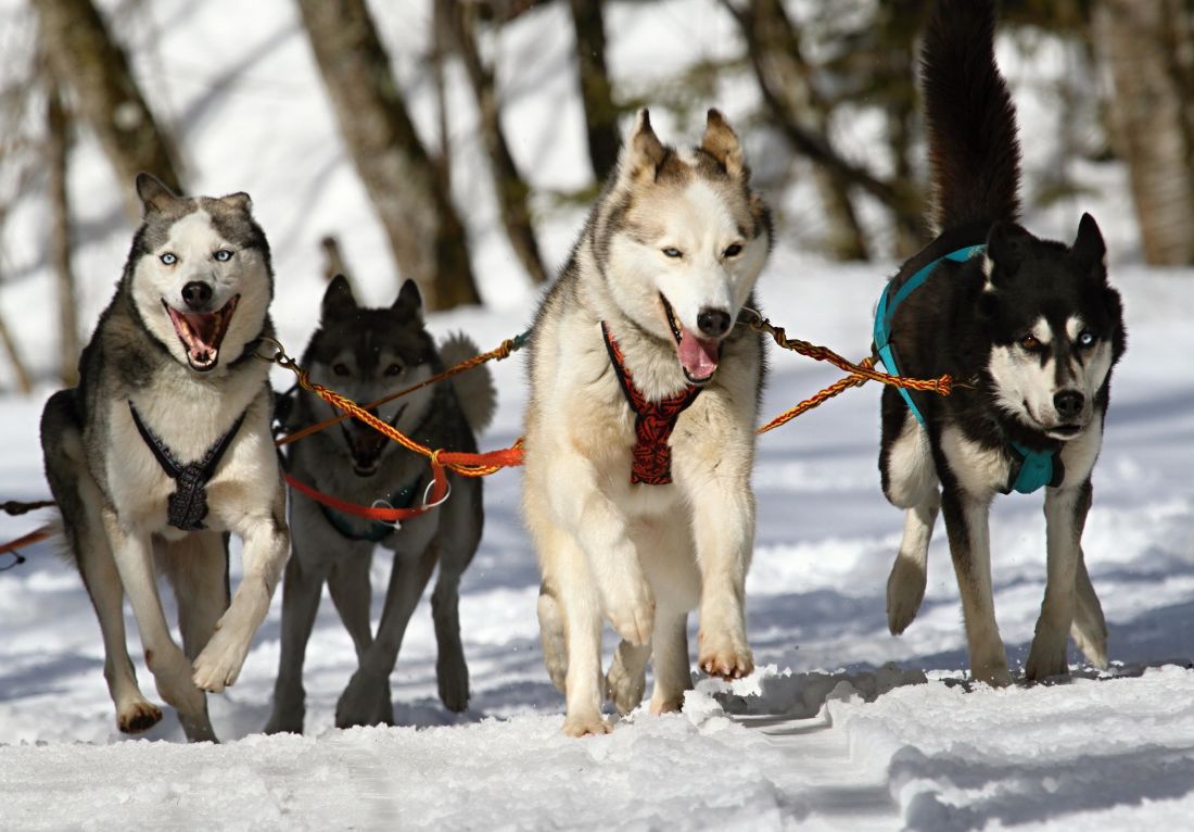 собака, зима, сани, снег, клык, быстрый, собачьих, автомобиль