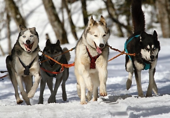 куче, зима, шейна, сняг, кучешки, бързо, dogsled, превозни средства