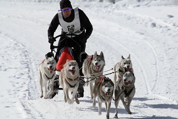 snow, winter, sled, cold, ice, dog, race, dogsled, vehicle