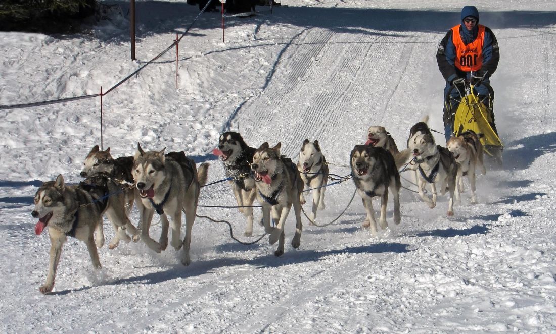 cão, trenó, neve, canino, inverno, corrida, competição, rápida