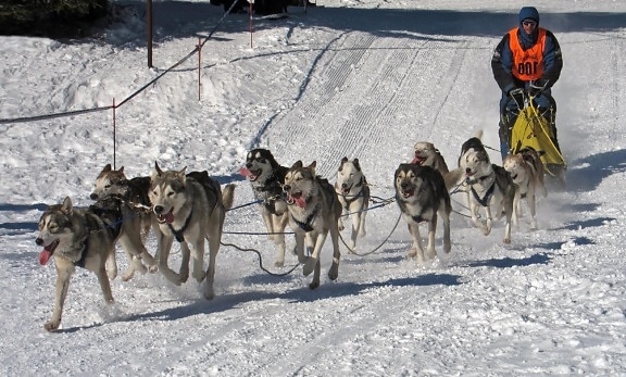 куче, шейна, сняг, кучешки, зима, раса, конкуренцията, бързо