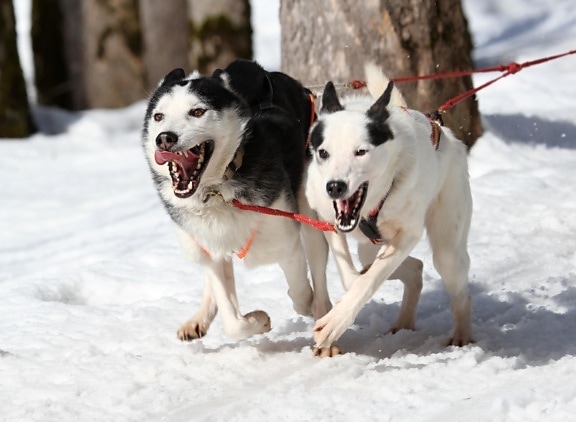 lumi, talvi, koira, koira, lemmikki, kylmä, koiravaljakolla, kelkka