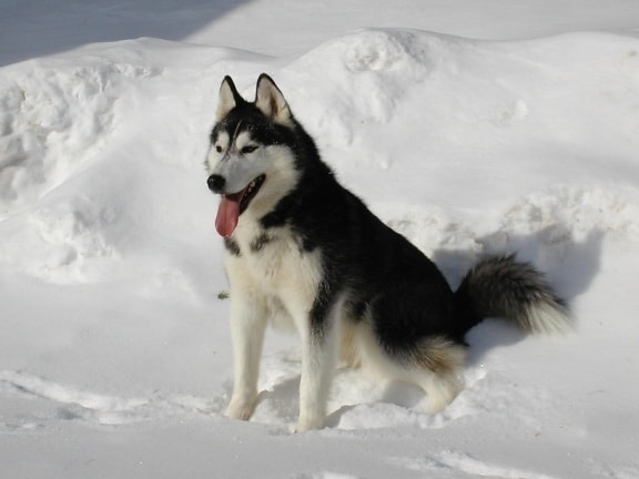 雪、冬、寒さ、犬、犬、ハスキー、動物