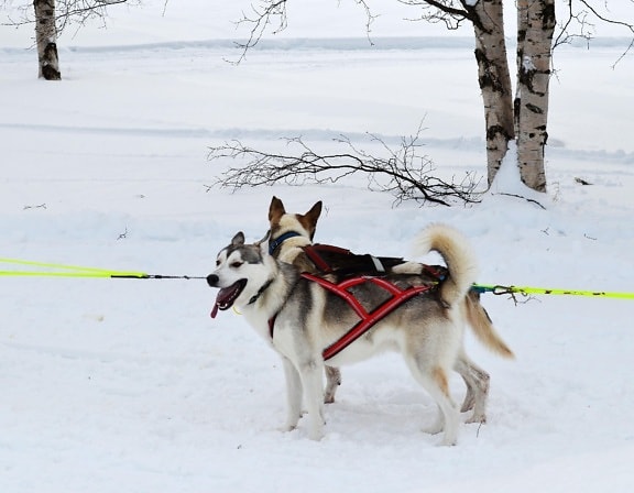 winter, snow, cold, sled, ice, dog, canine, dogsled