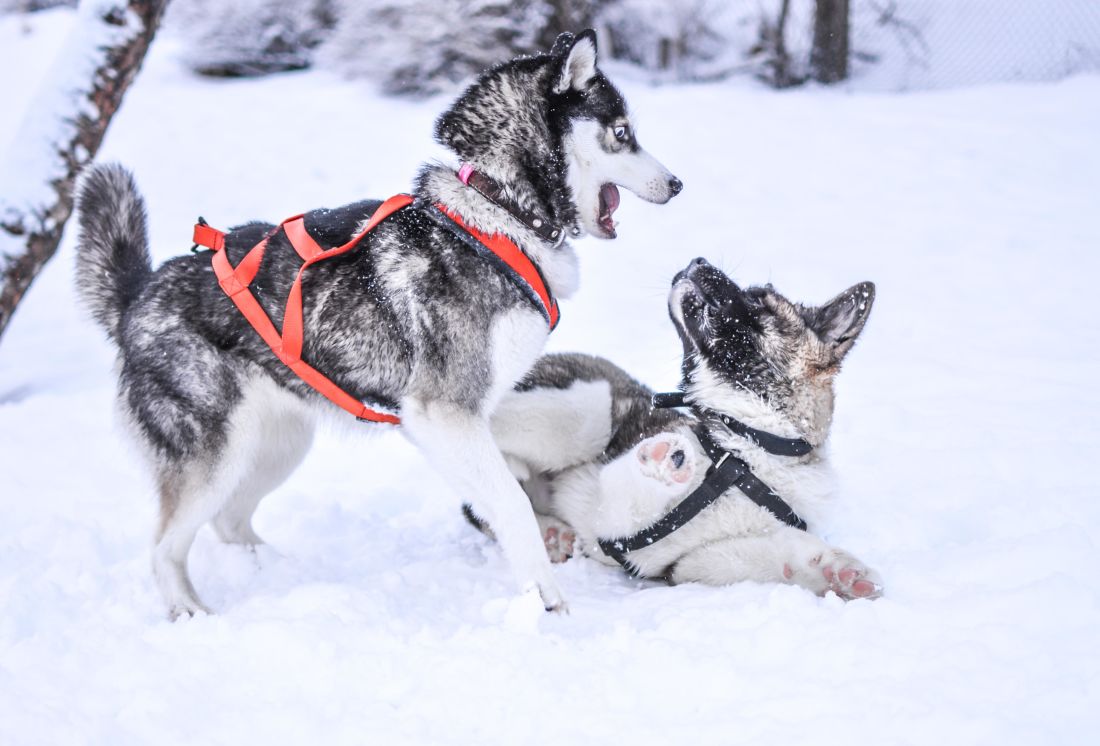 hiver, neige, froid, chien, traîneau, canine, traîneau à chiens, véhicule