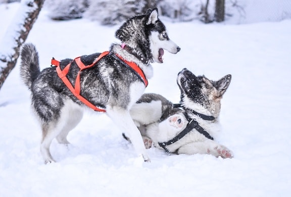 冬、雪、寒さ、犬、そり、犬、犬そり、車
