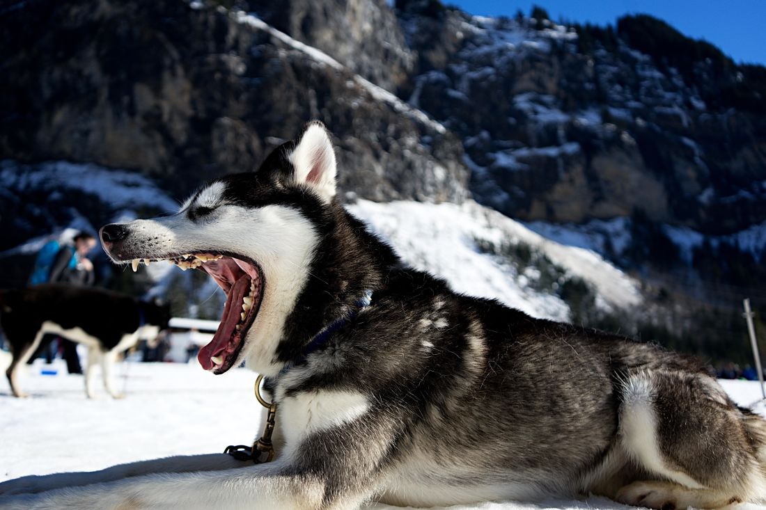 hund, natur, djur, snö, vinter, Söt, husky, stående, hund