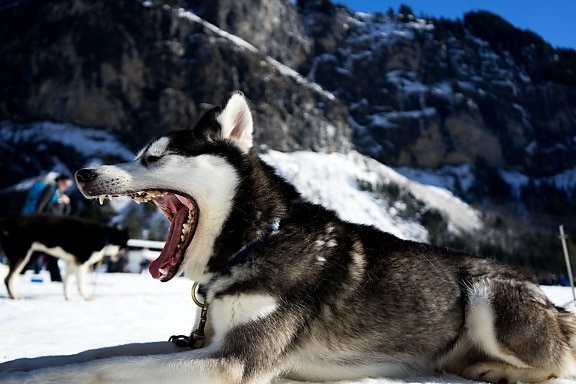 pes, příroda, zvíře, sníh, zima, roztomilý, husky, portrét, pes