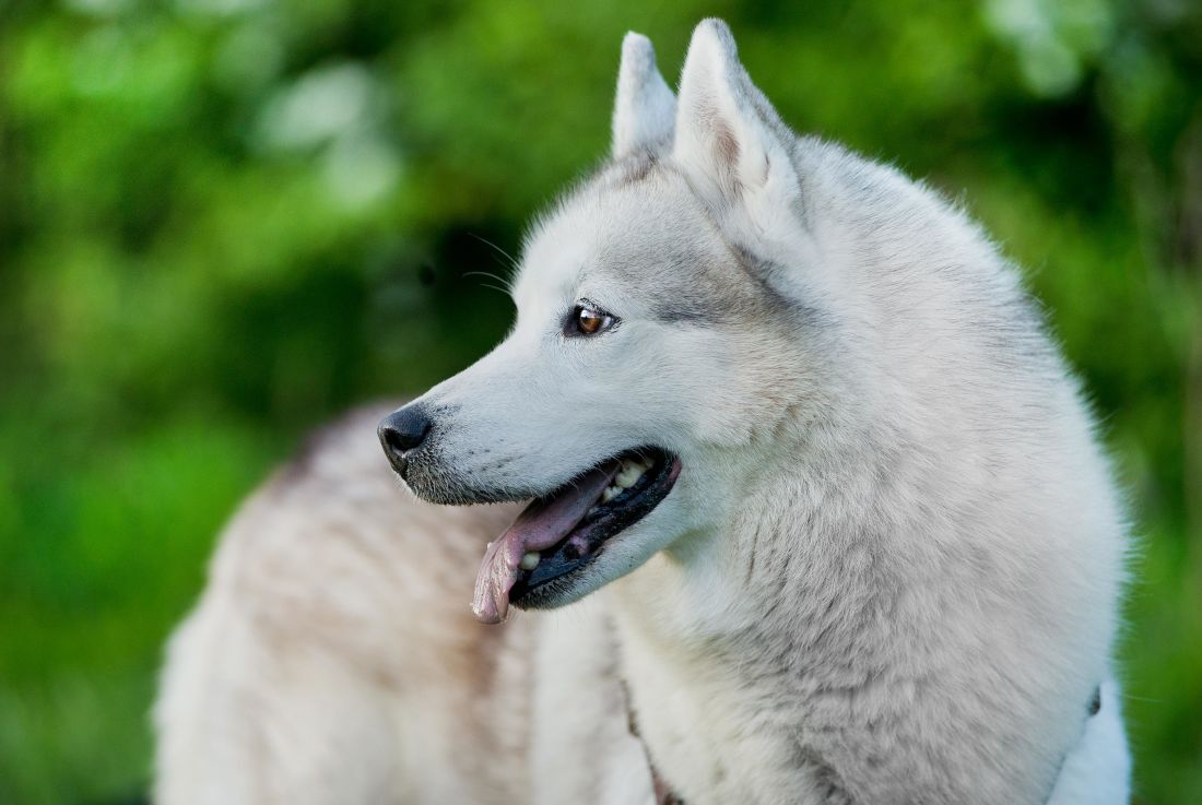 フリー写真画像 犬 犬 肖像画 かわいい ハスキー 白い犬 シベリア ペット