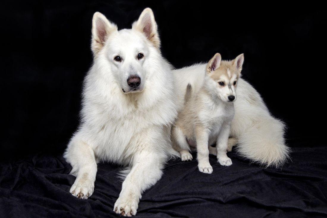 perro, canino, husky, siberiano, estudio fotográfico