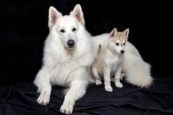 dog, canine, husky, siberian, photo studio