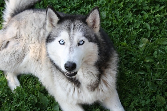 개, 개, 늑대, 동물, 귀여운, 초상화, 애완 동물, 허스키, 시베리아