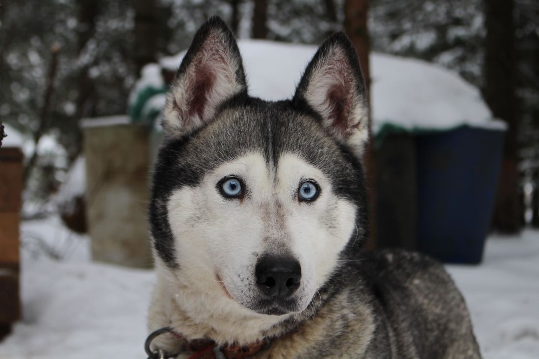 cão, canino, inverno, husky, siberian, retrato, neve