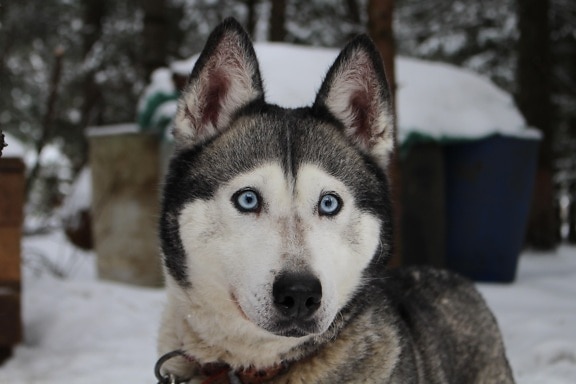 hund, hunde, vinter, husky, siberian, portræt, sne