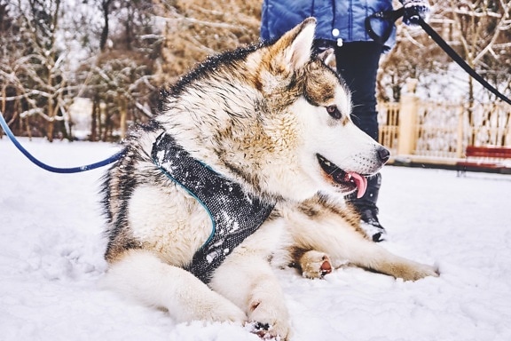 winter, snow, cold, dog, sled, pet, dogsled, animal, canine