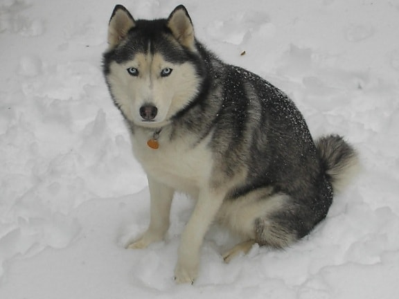 Winter, Schnee, Hund, Hunde, Husky, Siberian, Kälte, Haustier