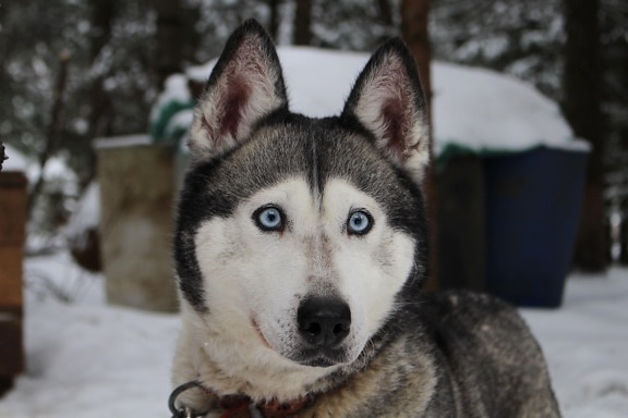 dog, canine, winter, wolf, portrait, snow, husky, siberian