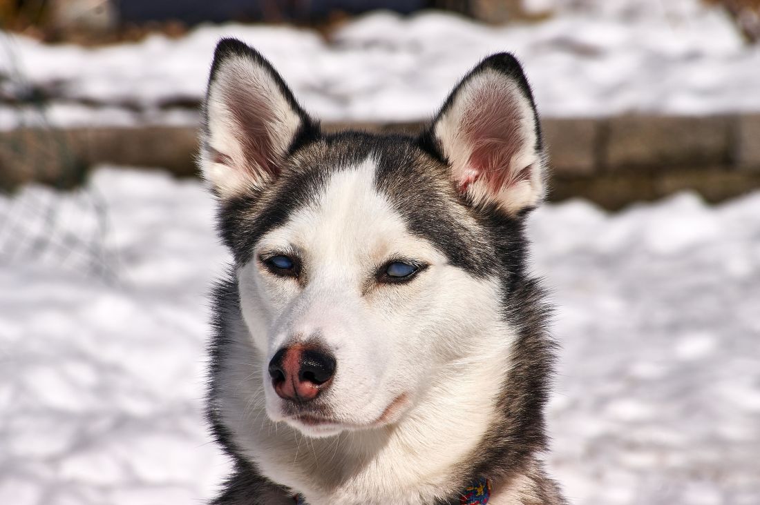 フリー写真画像 犬 かわいい 犬 動物 ハスキー シベリア