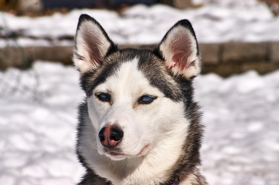 chien, mignon, canin, animaux, husky, Sibérie