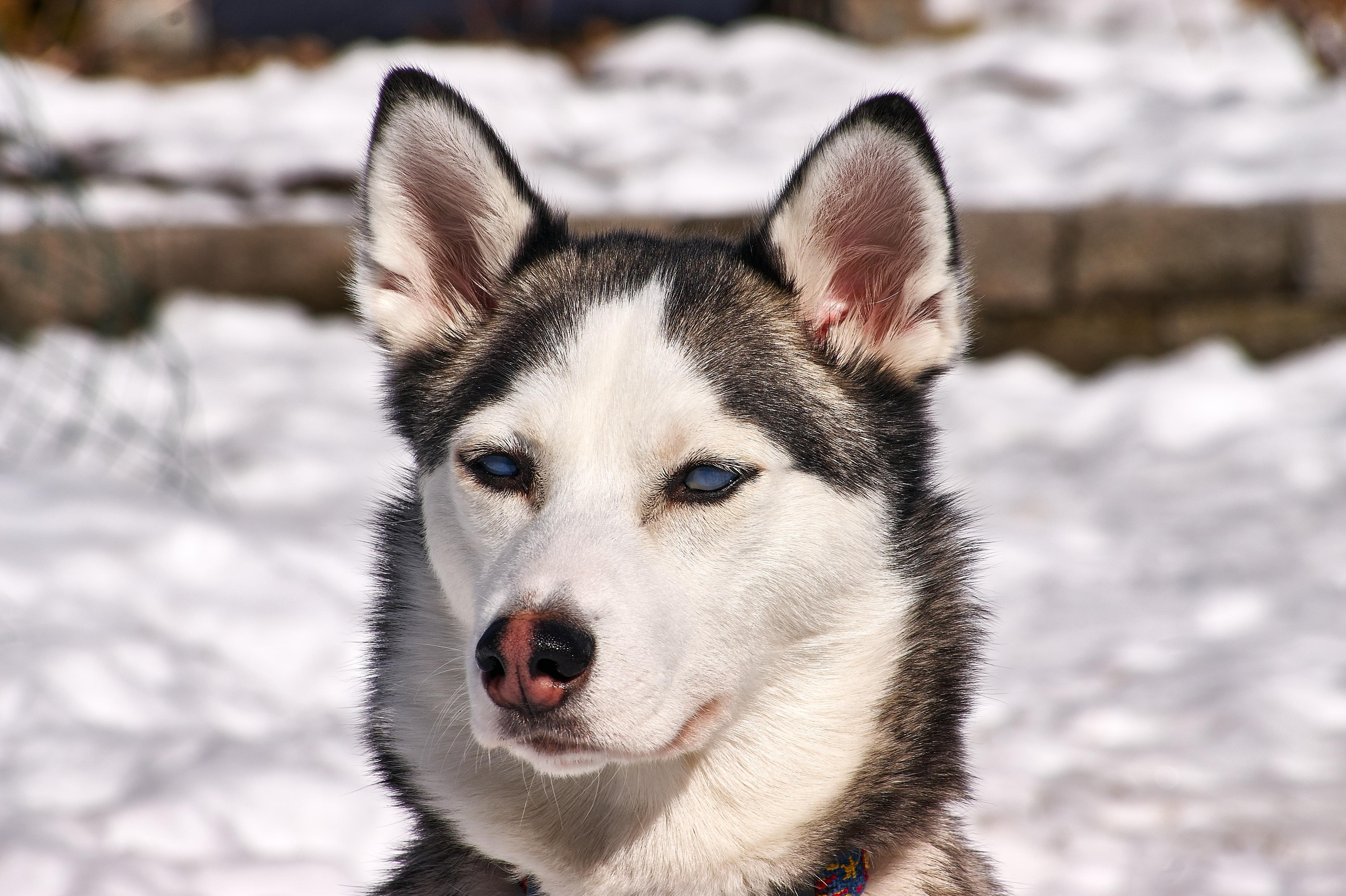 Udtømning Reception ude af drift Gratis billede: hund, sød, canine, dyr, husky, Sibirisk